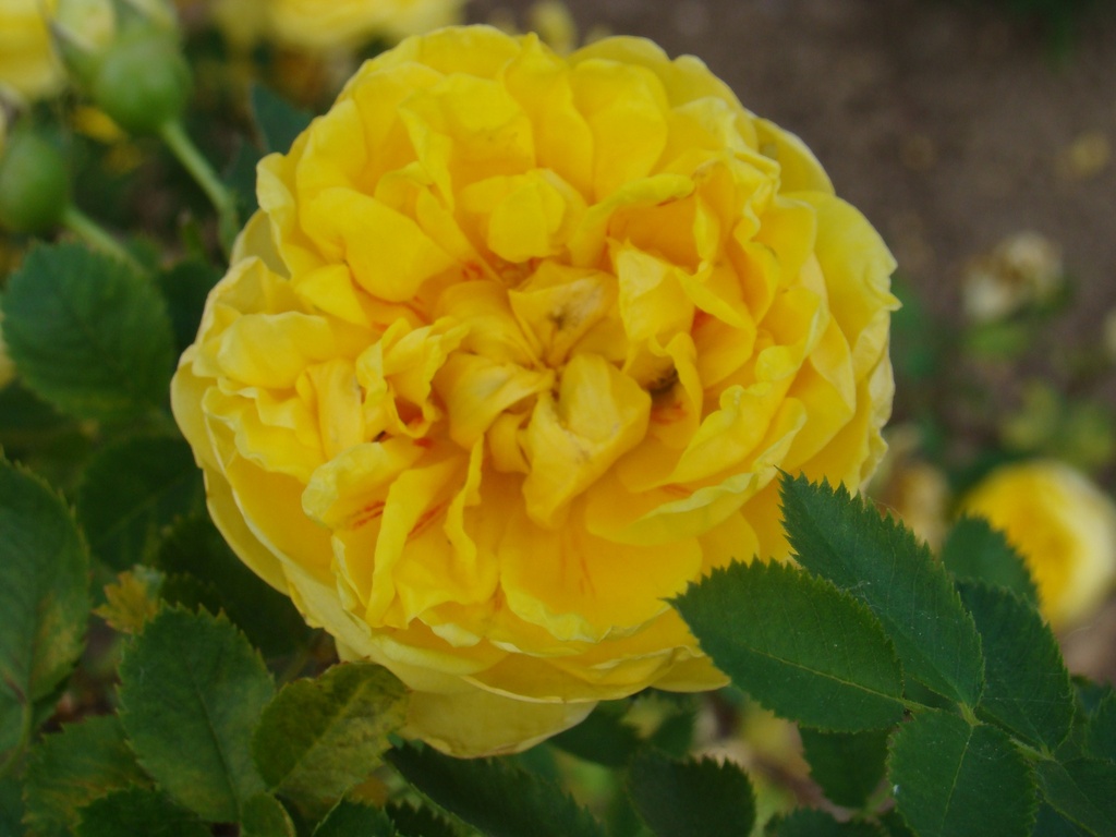 R. foetida 'Persian Yellow'