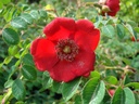 R. moyesii 'Geranium' (Pot 5L)