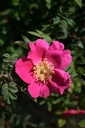 R. moyesii 'Fargesii' (Pot 5L)