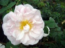 R. pimpinellifolia 'Stanwell Perpetual' (Pot 5L)