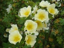 R. xanthina 'Canary Bird' (Pot 5L)