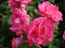 Melrose (Pot 4L)