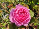 Constance Spry (Pot 5L)