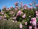 Gardens of Hex ® (Pot 1.3L)