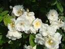 Neige d'Avril (Pot 5L)