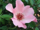 Dainty Bess (Pot 4L)