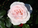 Prince Jardinier ® (Pot 4L)