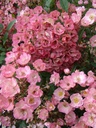 Alden Biesen ® (Pot 1.3L)