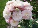 Bouquet Parfait ® (Pot 4L)