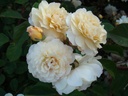 Buff Beauty (Pot 4L)