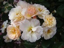 Comtesse André d'Oultremont ® (Pot 4L)