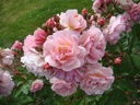 Cornelia (Pot 4L)