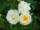 Danaé (Pot 4L)