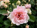 Felicia (Pot 4L)