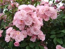 Heavenly Pink ® (Pot 1.3L)