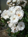 Jacqueline Humery ® (Pot 4L)