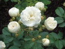 Neige d'Eté ® (Pot 4L)