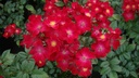 Poppy Rose ® (Pot 4L)