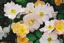 Souvenir de Rose-Marie ® (Pot 4L)