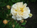 Thisbe (Pot 4L)