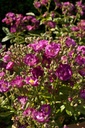 Violet Hood (Pot 4L)