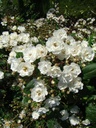 Waterloo ® (Pot 1.3L)