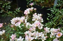 Nozomi (Pot 1.3L)