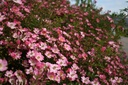 Pink Spray ® (Pot 1.3L)