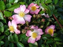 Serpent Rose ® (Pot 1.3L)