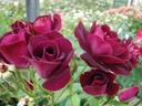 Burgundy Ice (Pot 4L)