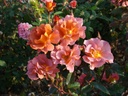 Edith Holden (Pot 4L)