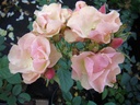 Greensleeves (Pot 4L)