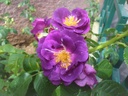 Rhapsody in Blue ® (Pot 4L)
