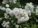 Schneewittchen (Lambert 1901) (Pot 4L)