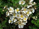 R. multiflora (Pot 5L)