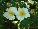 R. pimpinellifolia (Pot 5L)