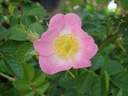 R. rubiginosa (Pot 5L)