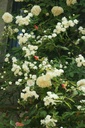 R. banksiae banksiae (Pot 1.3L)