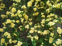 R. banksiae lutea (Pot 1.3L)