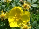 R. foetida (Pot 5L)