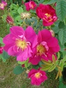 R. gallica (Pot 5L)