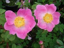 R. hemsleyana (Pot 5L)