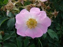 R. pendulina 'Bourgogne' (Pot 5L)