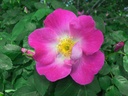R. pimpinellifolia 'Beth' (Pot 5L)