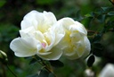 R. pimpinellifolia 'Double White' (Pot 1.3L)