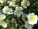 R. pimpinellifolia 'Dunwich Rose' (Pot 5L)