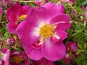 R. pimpinellifolia 'Early Red' (Pot 5L)