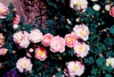 R. pimpinellifolia 'Marbled Pink' (Pot 1.3L)