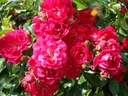 Fairy Queen ® (Pot 1.3L)