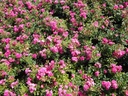 Lovely Fairy ® (Pot 1.3L)